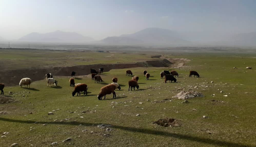 Samangan